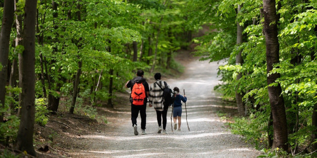  Menschen wandern durch den Wald